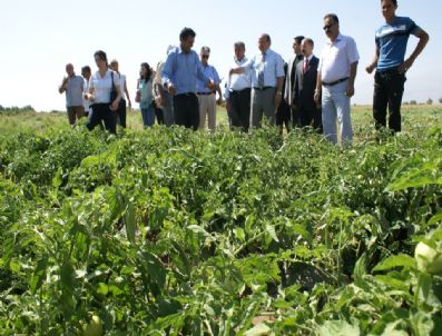 FERHAT AKKUŞ - Vali Çiçek Sebze Ve Meyve Üretimini Yerinde İnceledi