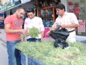 Yozgat'ta Yasak Olan Yeşil Nohut Sorgun'da Satılıyor