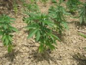 Bozyazı'da Uyuşturucu Operasyonu