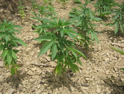 Bozyazı'da Uyuşturucu Operasyonu