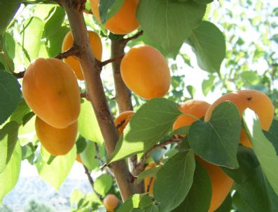 MURAT ORHAN - Mut Kayısı Kültür Ve Sanat Festivali