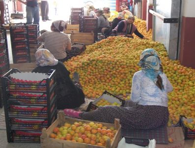 MURAT ORHAN - Mut'tan Kayısı İhracatı