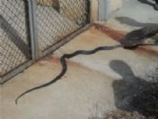 Trafoya Giren Yılan Söke'yi Elektiriksiz Bıraktı