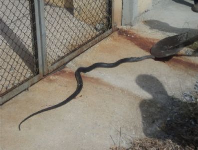 Trafoya Giren Yılan Söke'yi Elektiriksiz Bıraktı