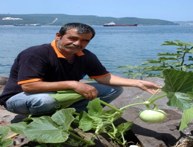 Deniz Kenarındaki Kayalıklarda Kabak Ve İğde Yetiştirdi