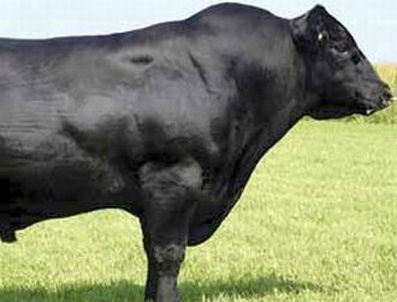 EBK - EBK'ya 100 bin ton sığır ithalatı izni çıktı