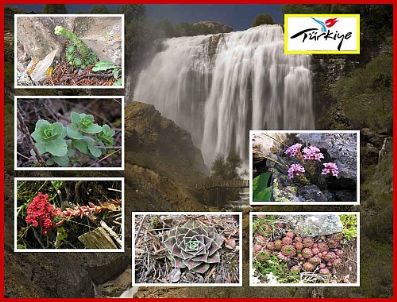 NORTHUMBERLAND - Sukkulent Bitkilerin Korunması Projesi
