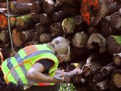 Germany Female Corpse Found