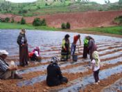 Karbasan'da Çilek Yetiştiriciliği Projesi