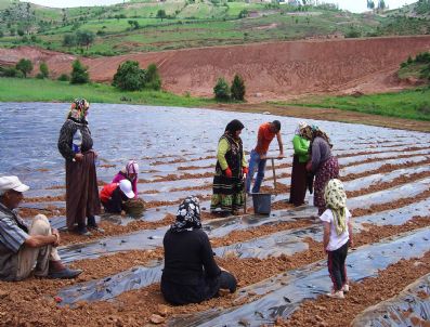 ŞÜKRÜ KOCATEPE - Karbasan'da Çilek Yetiştiriciliği Projesi