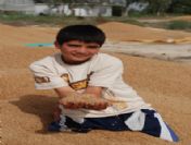 Silifke'de 50 Bin Ton Buğday Hasat Edilecek