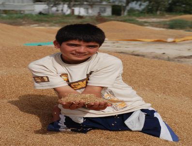 Silifke'de 50 Bin Ton Buğday Hasat Edilecek