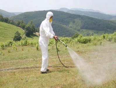 TOSUNLAR - Devrek'te Çekirge İle Kimyasal Mücadele Başlatıldı