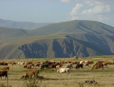 AŞıKŞENLIK - Ardahan'da Şap Karantinası