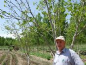 Başkan Yardımcısının Ağaçlarına Sabotaj İddiası