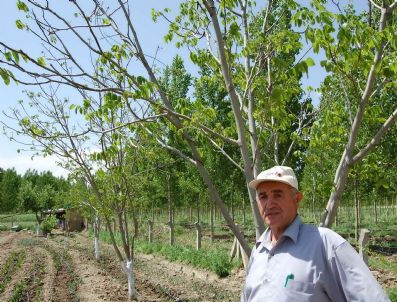 Başkan Yardımcısının Ağaçlarına Sabotaj İddiası