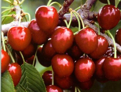 Isparta'da 21 Mayıs ve 6 Haziran'da yağan dolu kiraz üreticilerine darbe vurdu.