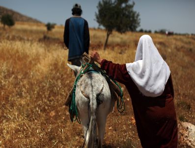 Mıdeast Palestınıan Wheat Harvest