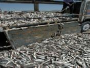 Van'da Kaçak Avlanmış 17 Bin 500 Kilo Balık Ele Geçirildi