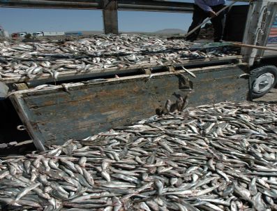 Van'da Kaçak Avlanmış 17 Bin 500 Kilo Balık Ele Geçirildi