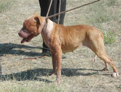 HAYVAN HAKLARı FEDERASYONU - Karar Acilen Geri Alınmalı
