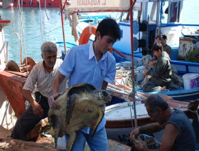 DENIZANASı - Kuşadası'nda Bir Carette Caretta Ölüsü Daha Bulundu