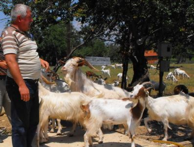 SAANEN - Saanen Keçiler Simav'a Uyum Sağladı