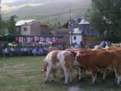 Akbaba Köyünde Sığır Dağıtımı