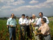 Chp Tütün Üreticileriyle Buluştu