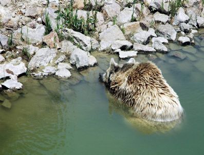 İZMIR DOĞAL YAŞAM PARKı - Doğal Yaşam Parkında Bulunan Hayvanlar Havuzlarda Serinliyor
