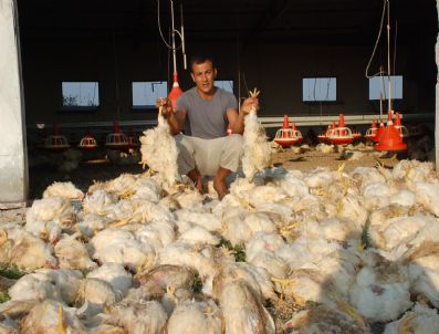 RAMAZAN YALÇıN - Elektrikler Kesildi Üç Bin Piliç Telef Oldu