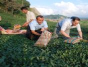 Gagauzya Cumhurbaşkanı Formuzal Of'ta Çay Topladı