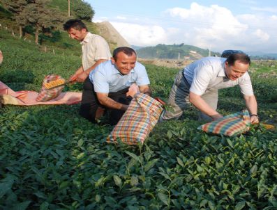 OKTAY SARAL - Gagauzya Cumhurbaşkanı Formuzal Of'ta Çay Topladı
