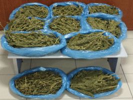 SERINYOL - Hatay'da Uyuşturucu Operasyonu