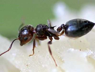 Karıncalar yuvalarını korumak için intihar ediyor