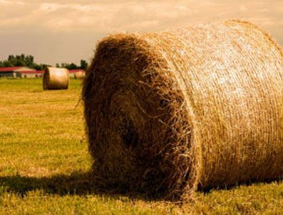 Ekin sapları enerjiye dönüşecek