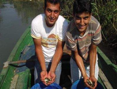 Kocagöl'e 50 Bin Pullu Sazan Balığı Yavrusu Bırakıldı