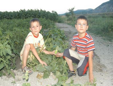 RıZA KAYADIPLI - Sahte Kırkağaç Kavunları Pazarda