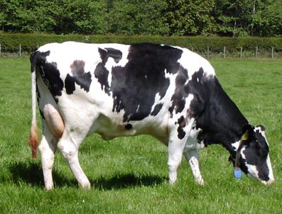 SALTUKOVA - Sahibinin Peşinden Ayrılmayan İnek Görenleri Şaşırttı