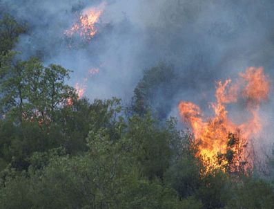 Aydın'da Orman Yangını