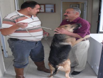 Barınak Hayvanseverler İle Köpekleri Buluşturuyor