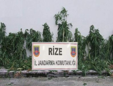 Rize'de Jandarmadan Hint Keneviri Operasyonu