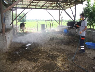 KAZıM ÖZGAN - Kozan'da Haşerelerle Mücadele