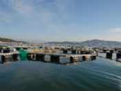 Milas'a Yabancı Ortak