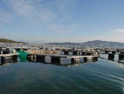 Milas'a Yabancı Ortak