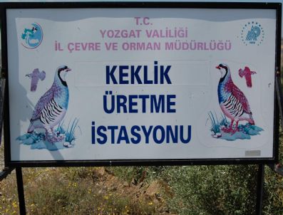 BIROL AYYıLDıZ - Keklik Üretim Merkezinde 10 Bin Keklik Üretilecek