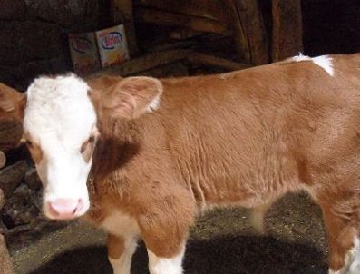 Dananın saldırısına uğrayan kadın öldü