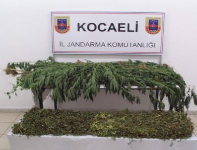 Kocaeli'de Kenevir Operasyonu