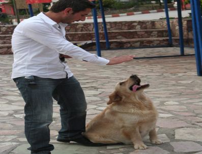 Sahibinin Sözünden Çıkmayan Köpek Herkesi Şaşırtıyor