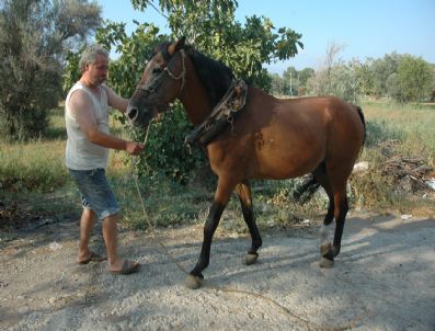 MUSTAFA AKıN - (özel) Tecavüzcü At Cezalandırıldı